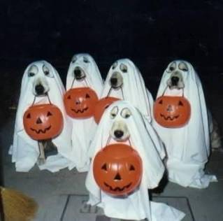 via http://www.beingposh.com/being-posh-pet-blog/2014/7/31/pet-halloween-costumes